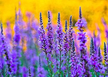 《圣杯誓约》Steam页面上线 支持简体中文